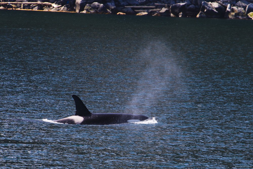 orca_kenai.jpg