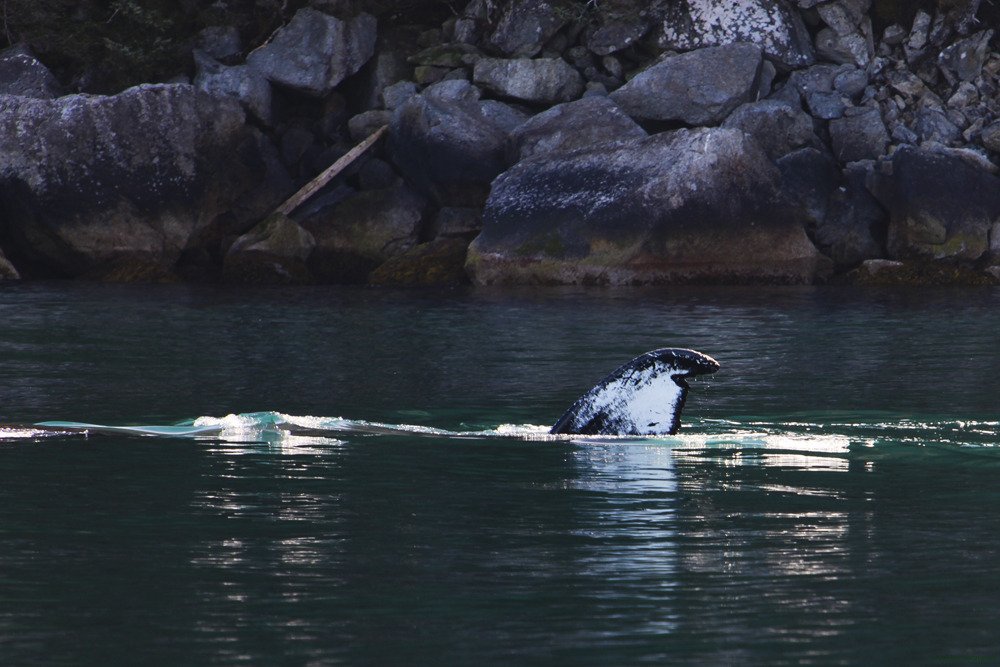 humpback_kenai.jpg