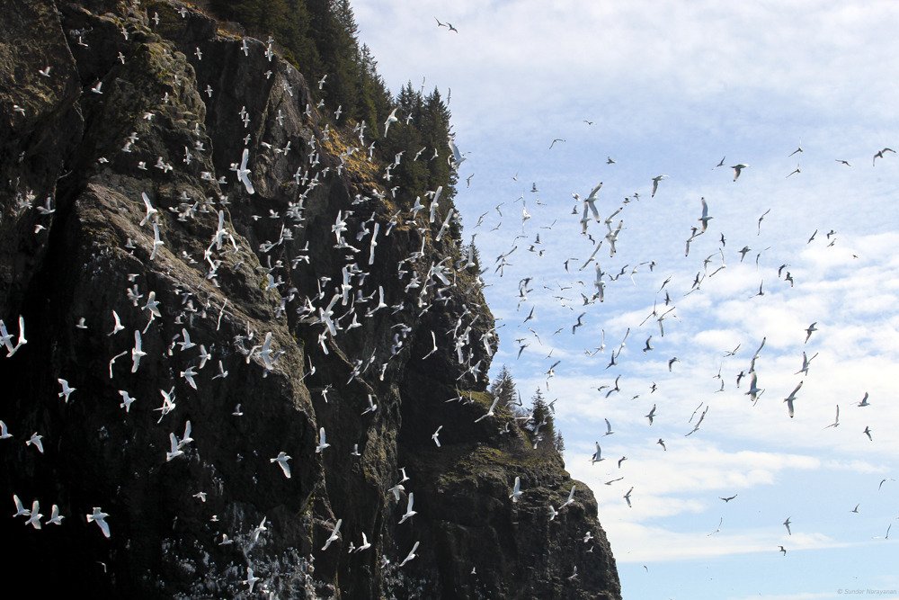 migratory_birds_off_cliff_face.jpg