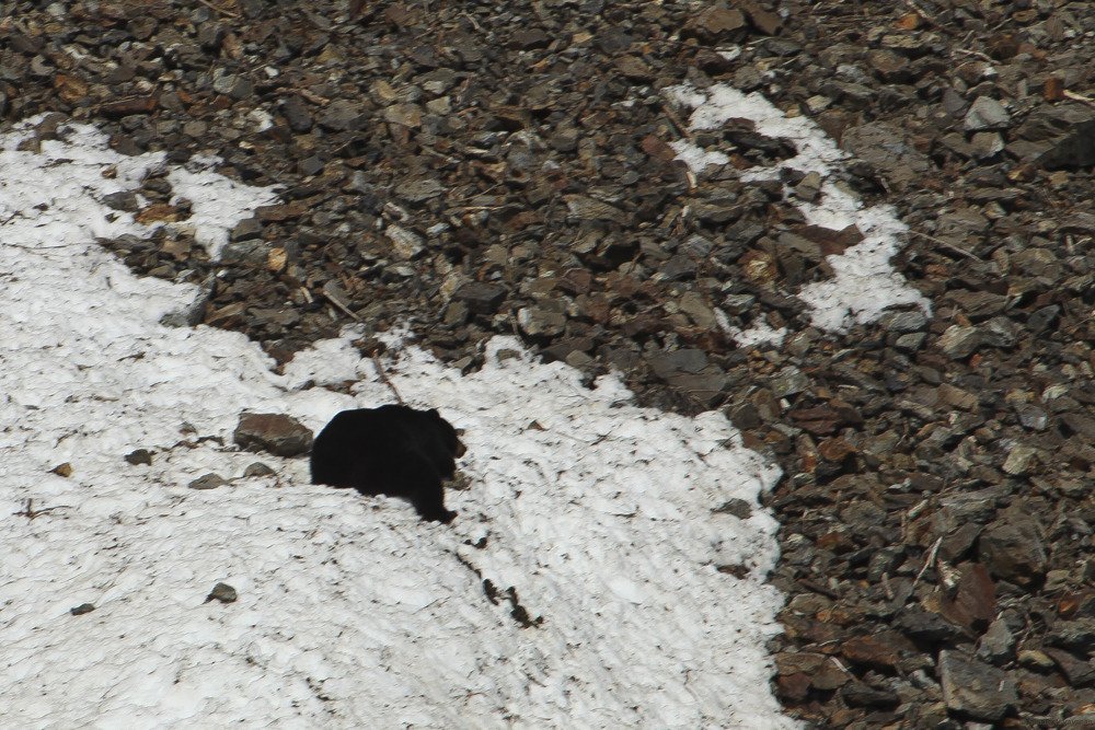 black_bear_kenai.jpg