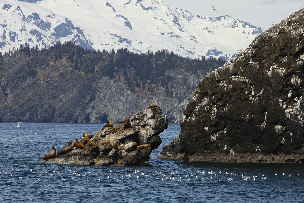 seals_and_arctic_terns.jpg