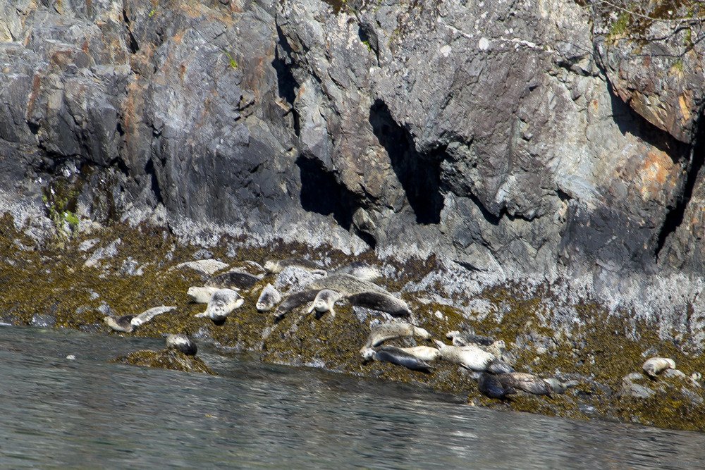 gray_seals.jpg