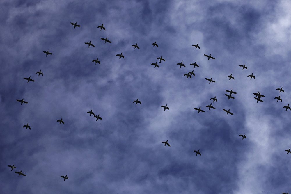 birds_taking_off_kenai.jpg