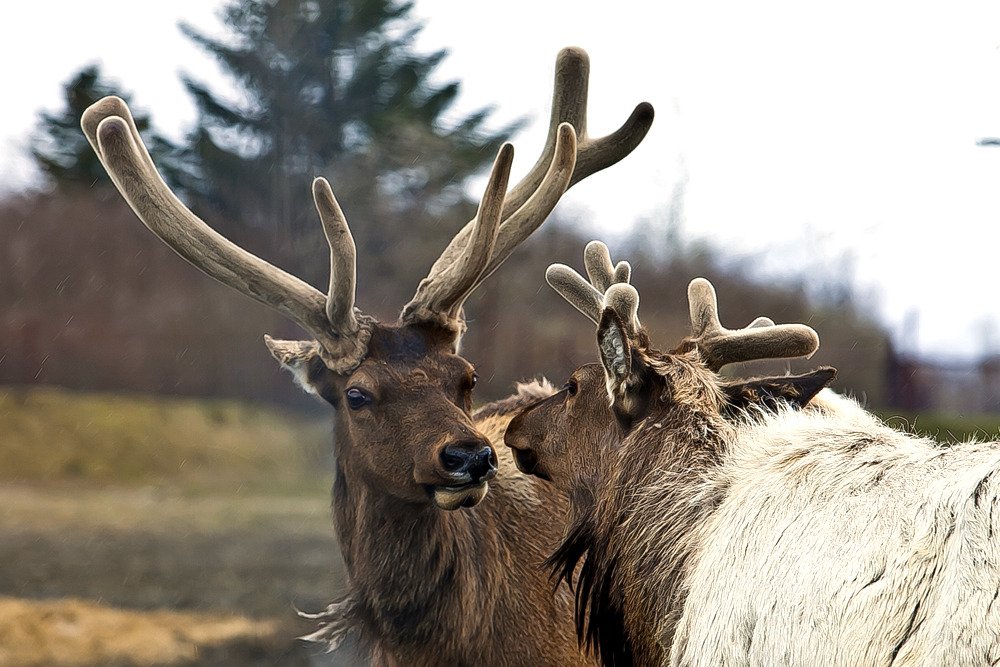deerlove.jpg