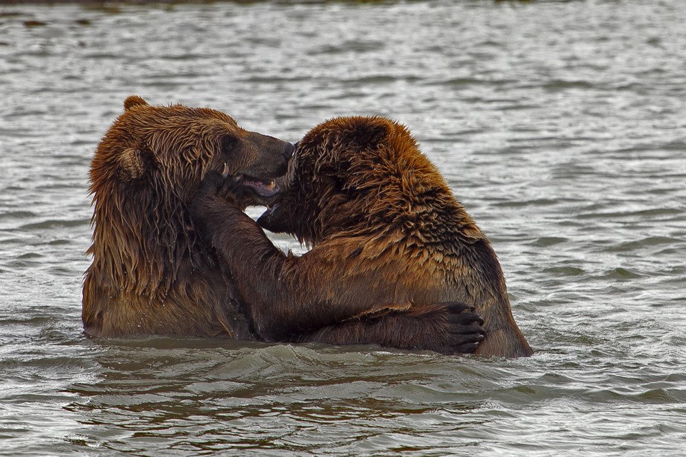 love_bears.jpg