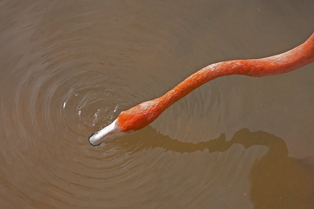 flamingo1.jpg