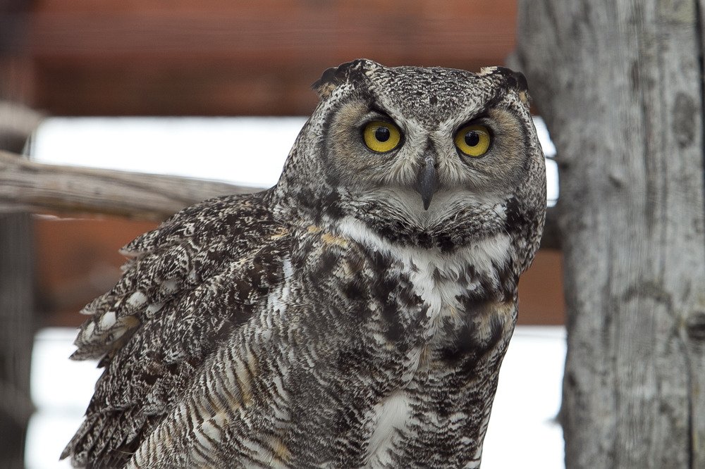 owl.jpg