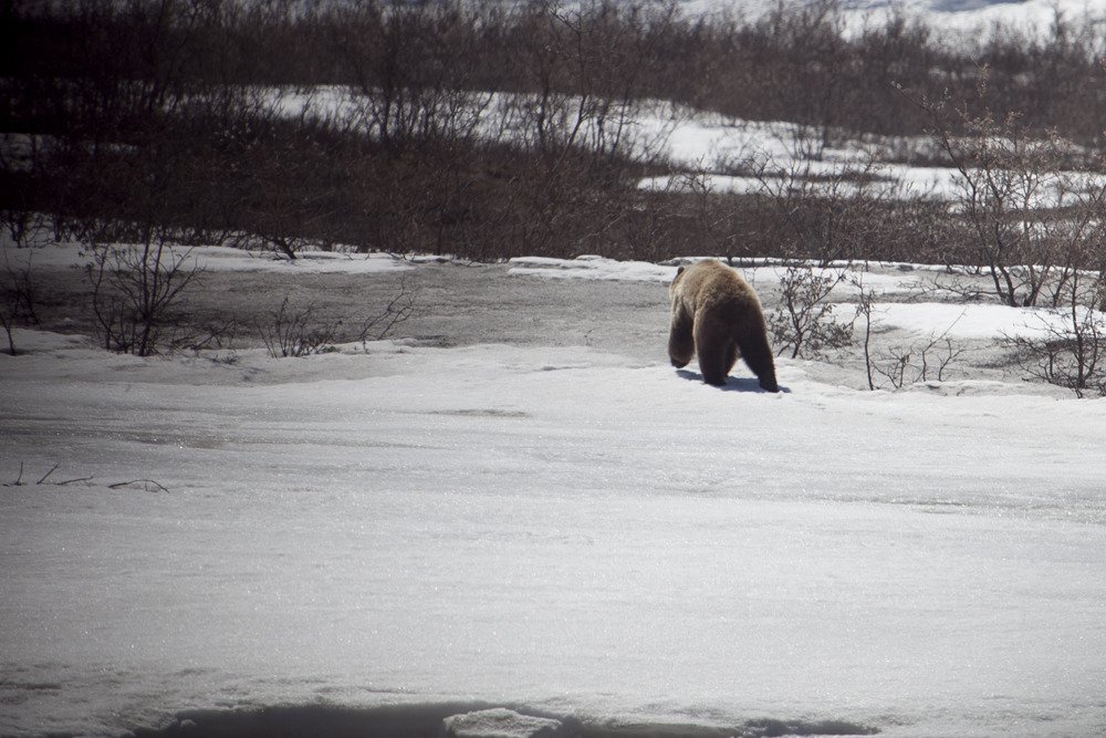 grizzly1.jpg
