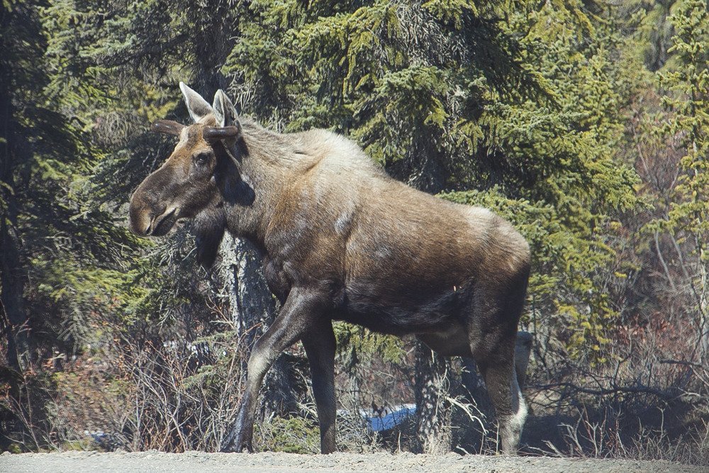 moose_crossing_road.jpg