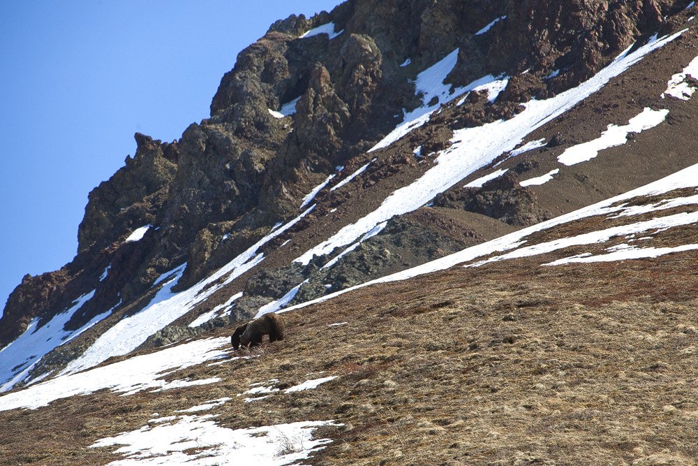grazing_grizzlies.jpg