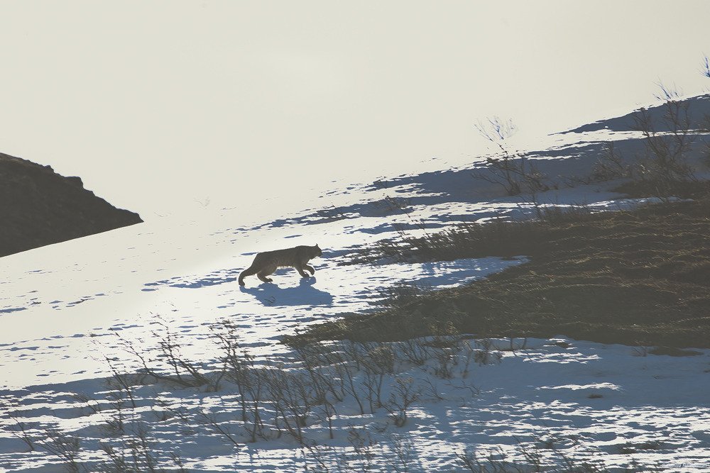 lynx.jpg