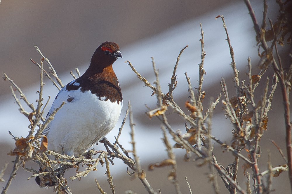 ptarmigan2.jpg