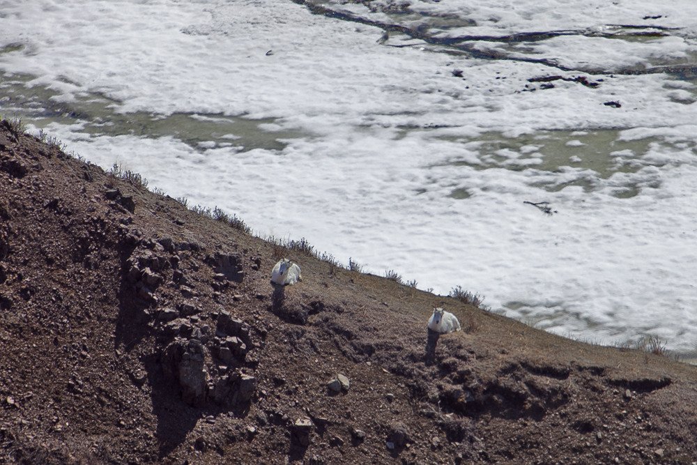dall_sheep.jpg