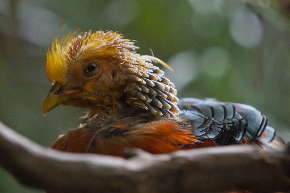 bird3.jpg