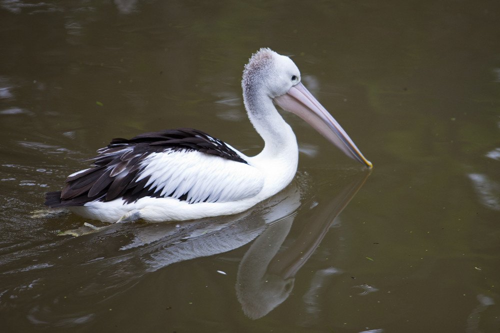 bird4.jpg