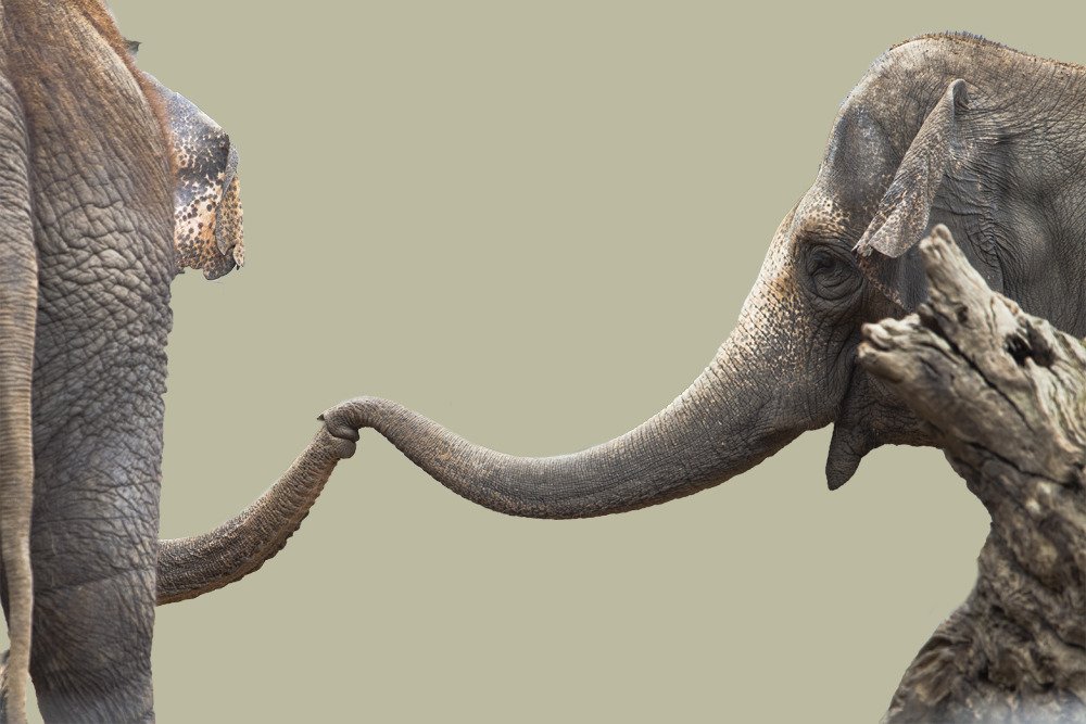 elephant_kiss.jpg