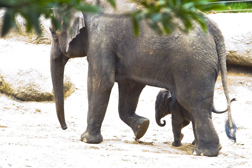 elephants_mel1.jpg