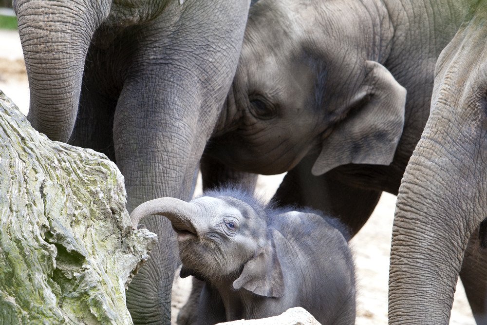 elephants_mel3.jpg