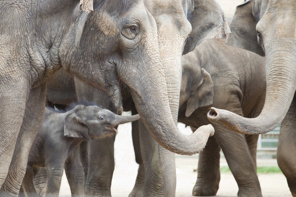 elephants_mel4.jpg