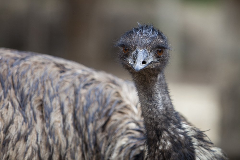 emu1_mel.jpg