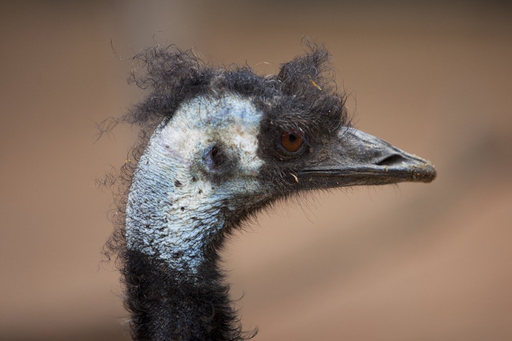 emu2_mel.jpg