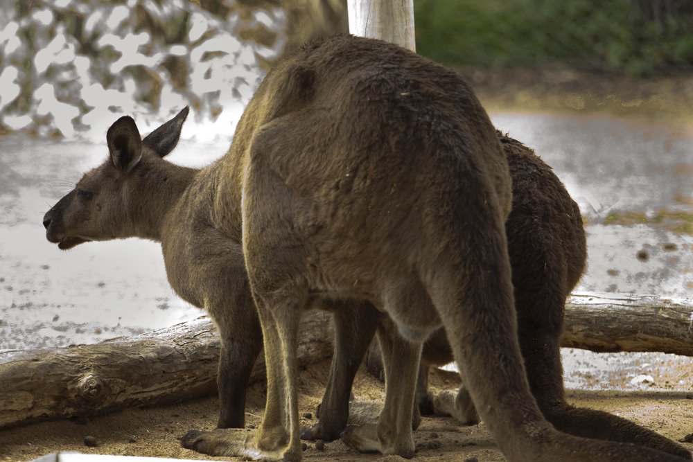 kanga1.jpg