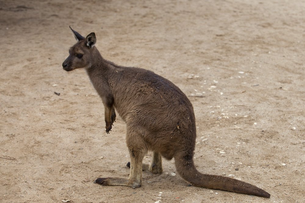 kanga2.jpg