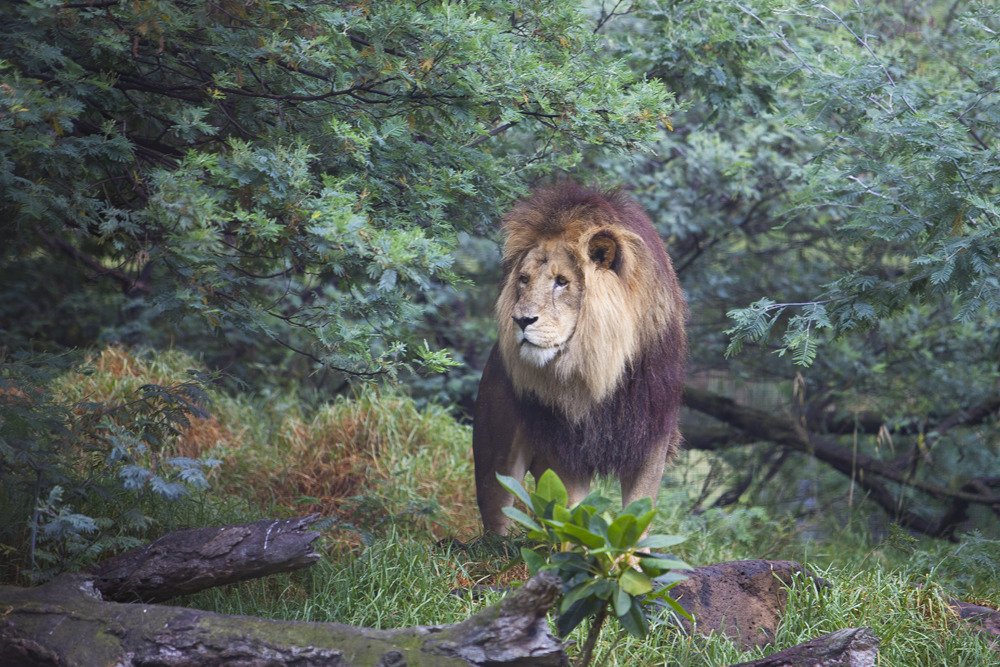 lions_mel1.jpg