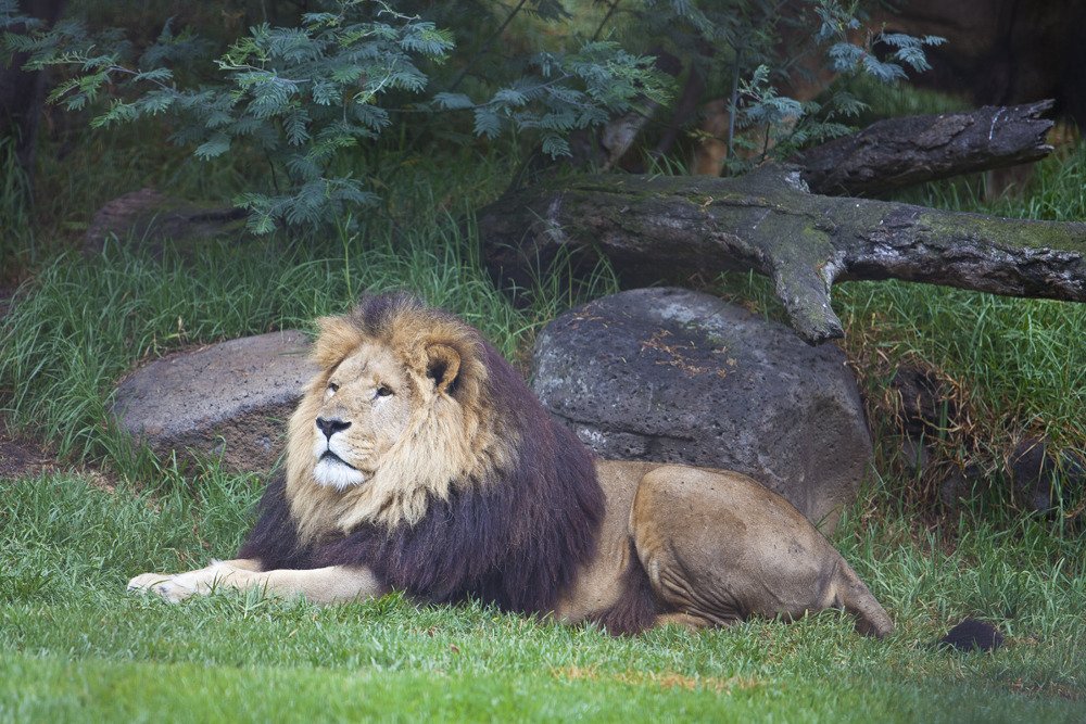 lions_mel2.jpg