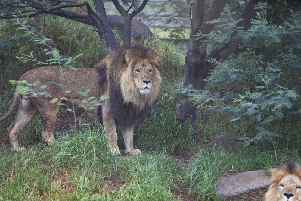 lions_mel3.jpg
