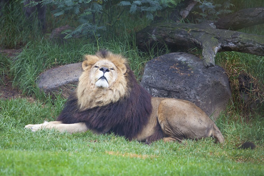 lions_mel4.jpg