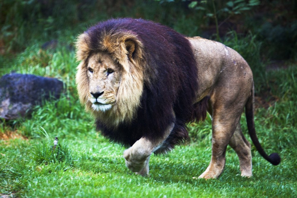 lions_mel5.jpg