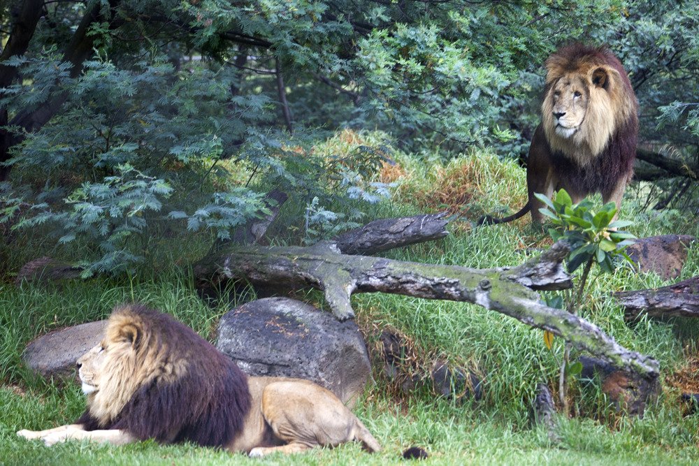 lions_mel7.jpg