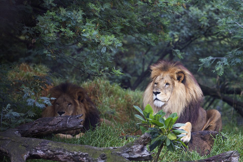 lions_mel8.jpg