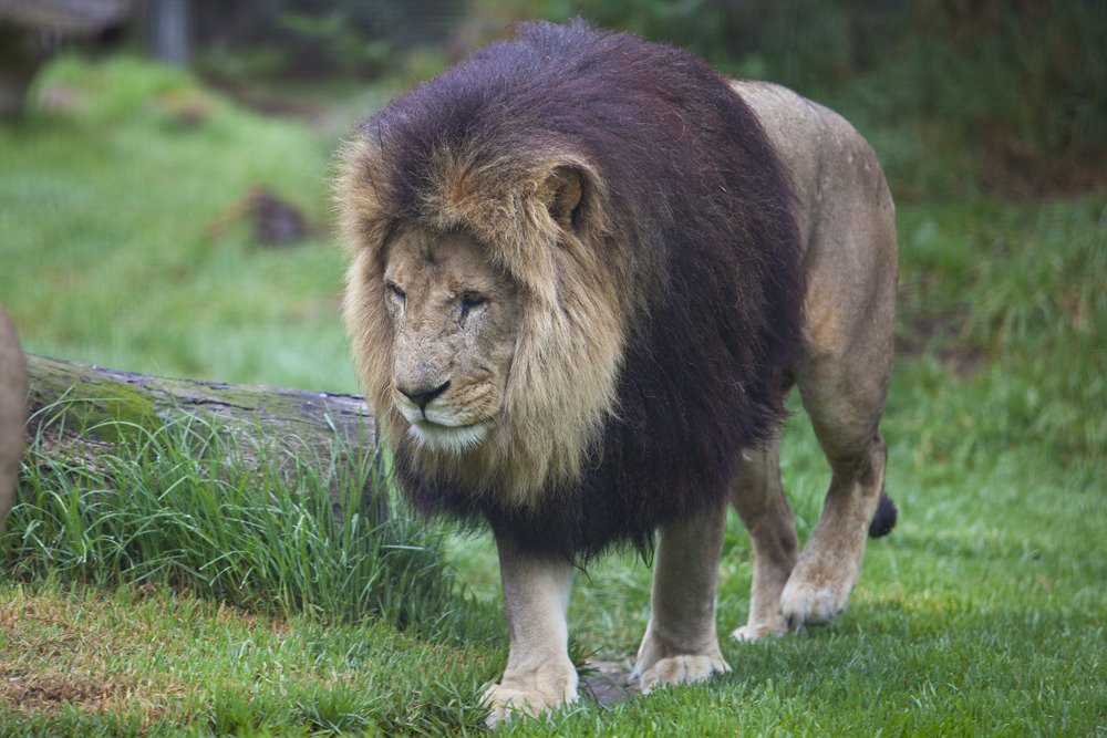 lions_mel10.jpg
