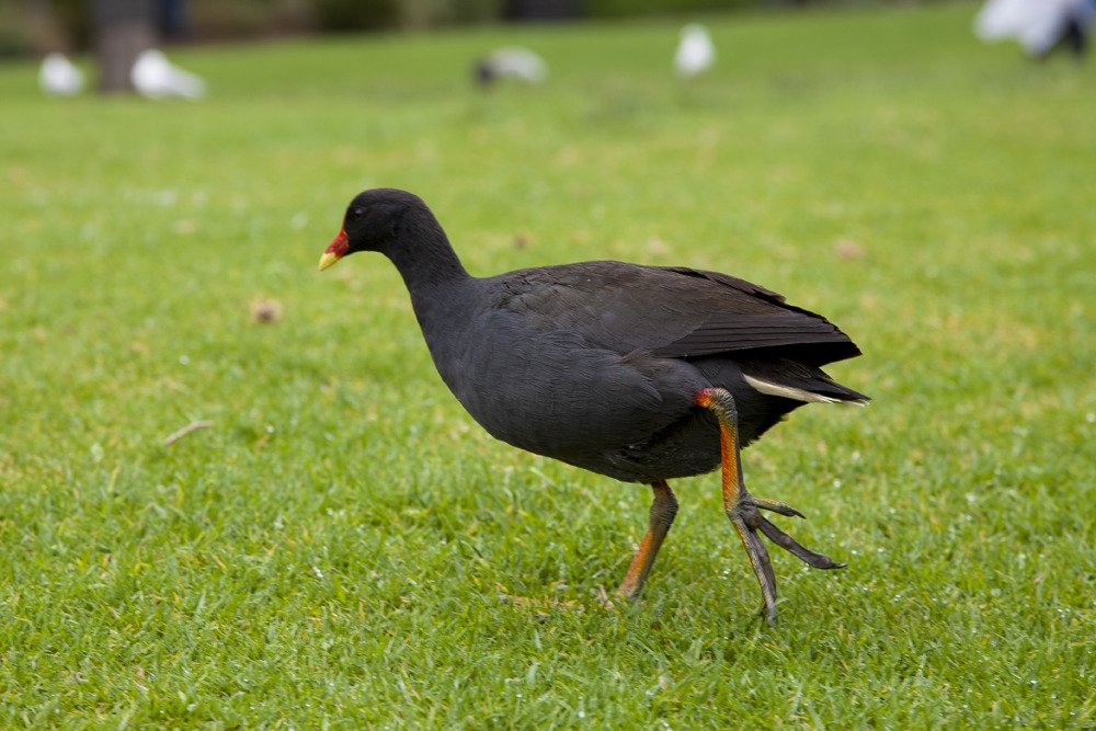 red_yellow_beak.jpg