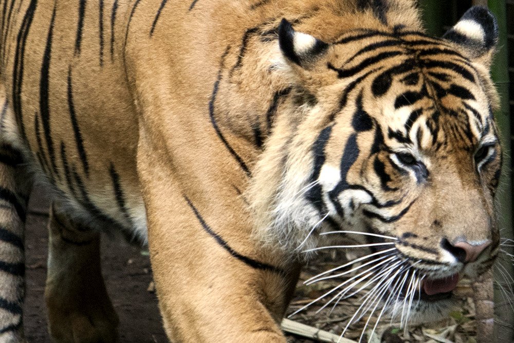 tiger_mel.jpg