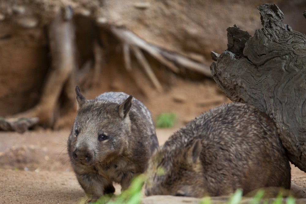 wombat_mel.jpg