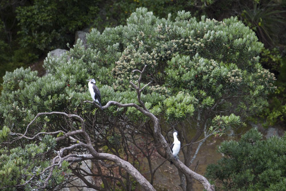 cormorants1.jpg