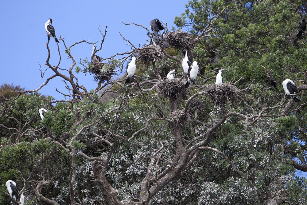 cormorants2.jpg