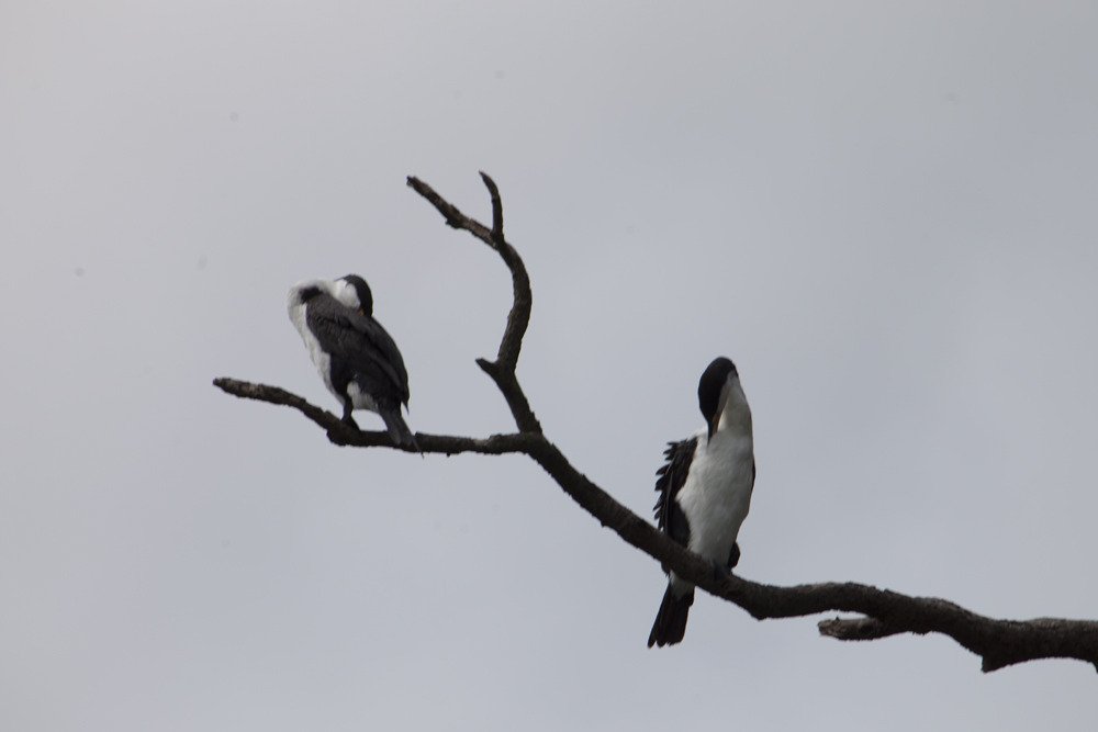 cormorants3.jpg