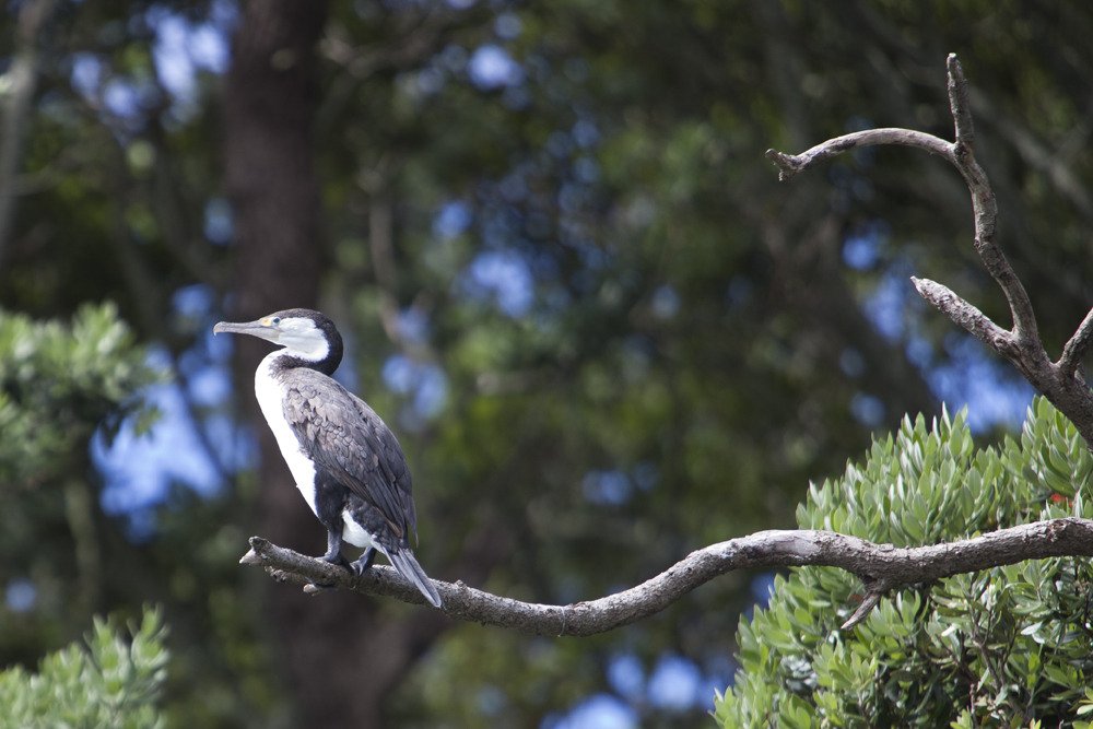 cormorants4.jpg