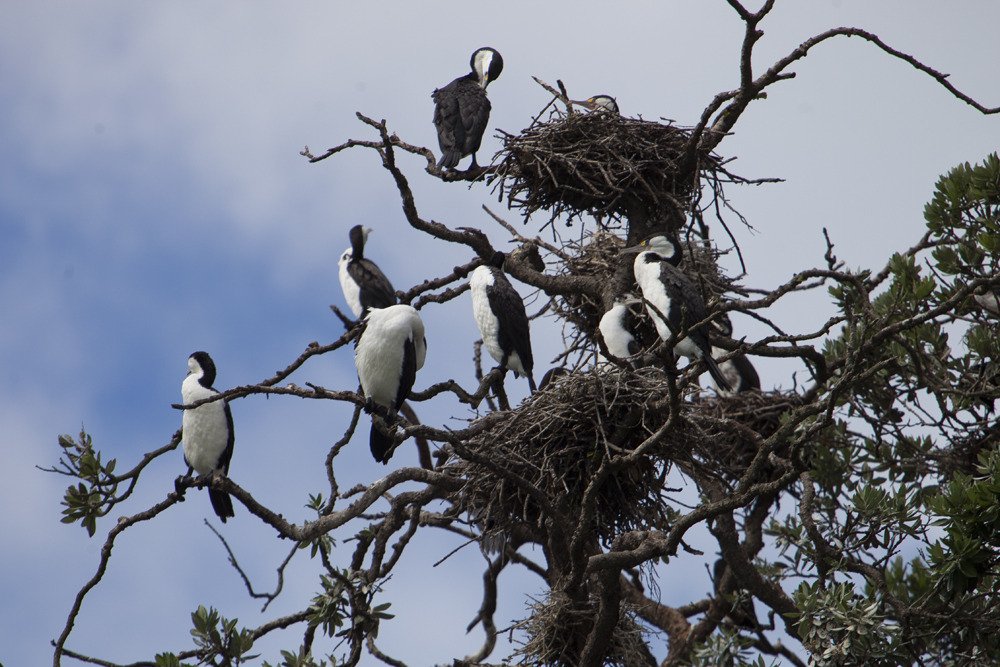cormorants5.jpg