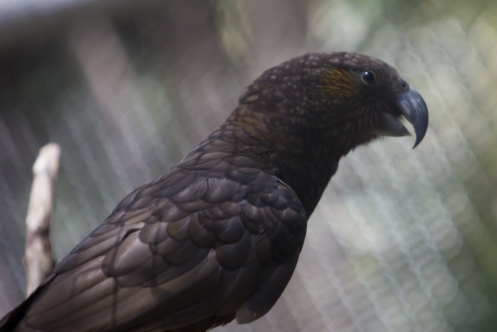 kea1.jpg