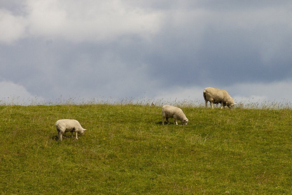 sheepeverywhere.jpg