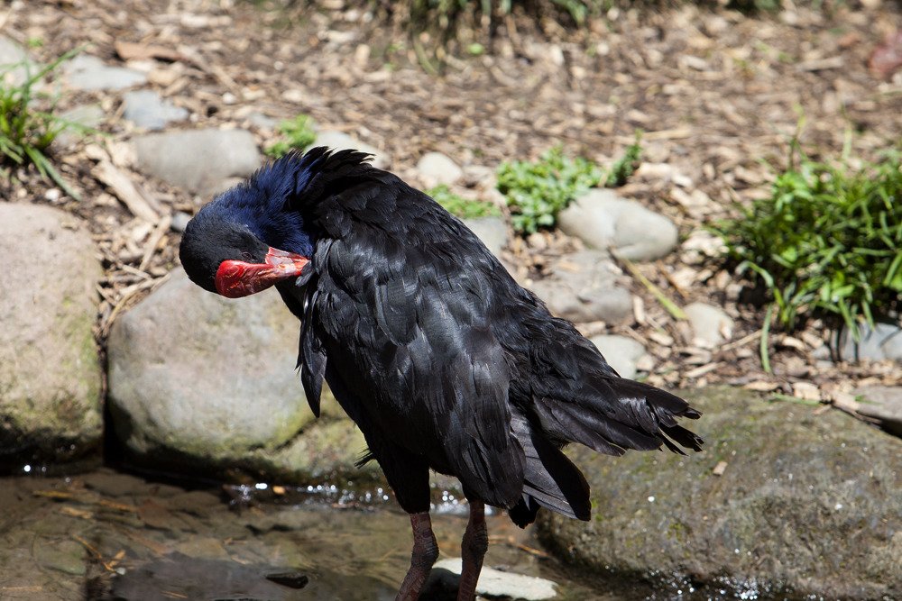 vulture_nz.jpg
