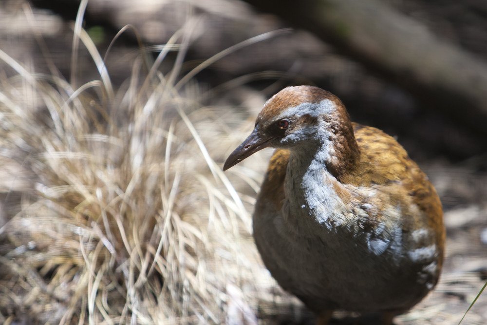 wadingbird.jpg