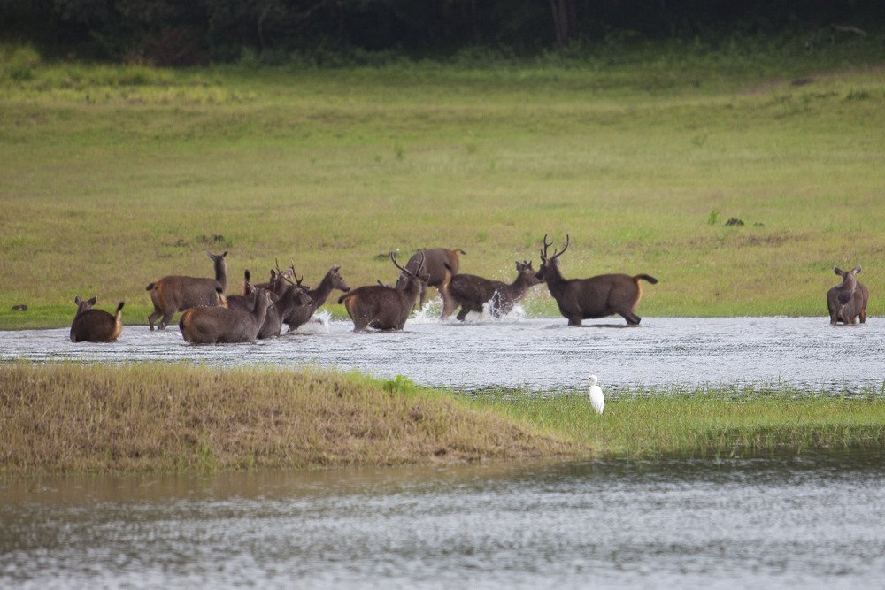 deer_thekkadi1.jpg