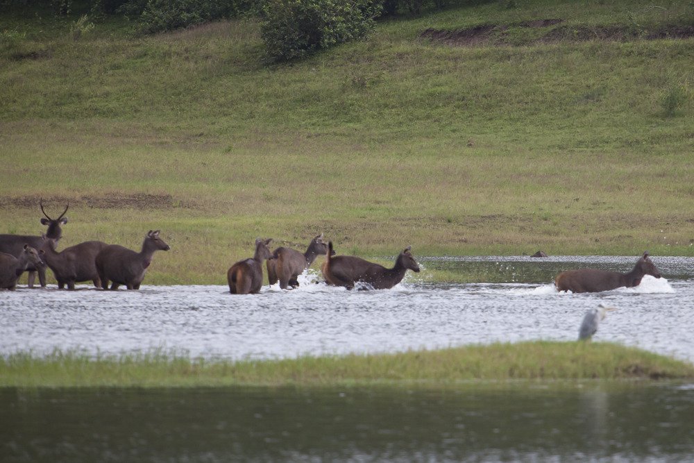 deer_thekkadi2.jpg