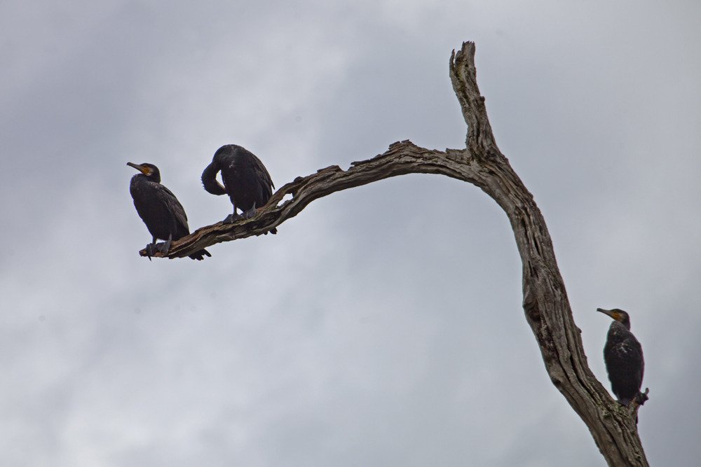 indian_cormorants2.jpg